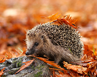 Op ontdekkingstocht: leer alles de dieren in natuur - Uitgeverij Zwijsen