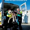 De dierenambulance - Afbeelding 1