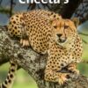 Cheeta's - Afbeelding 1